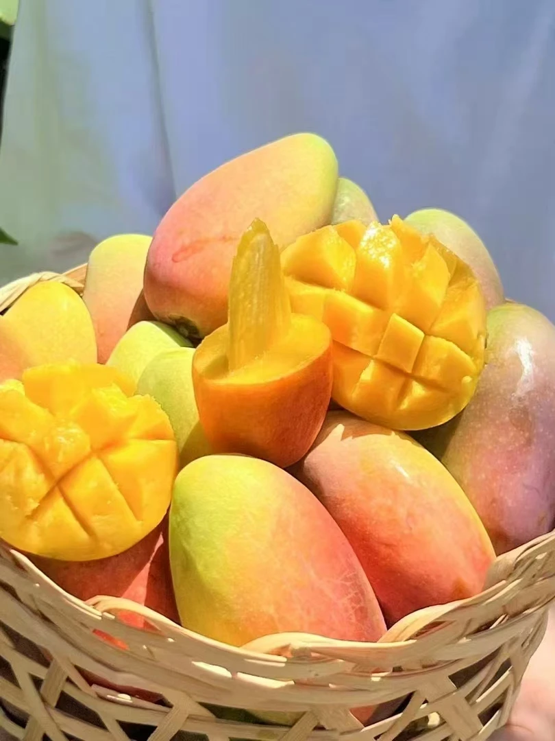 攀枝花大贵妃芒果新鲜采摘热带水果香甜多汁树上熟