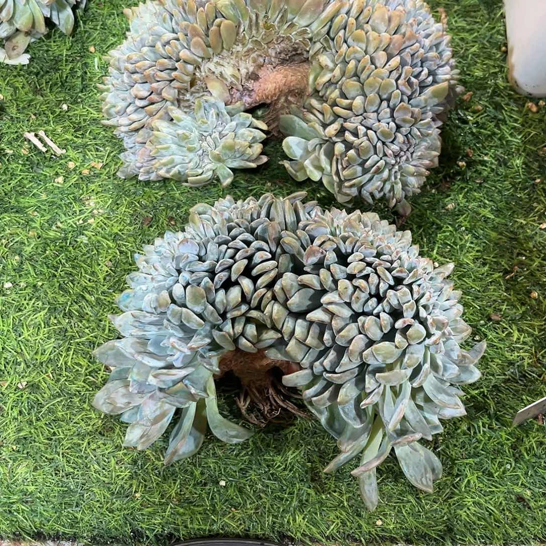 努***由星影缀化多肉植物两颗