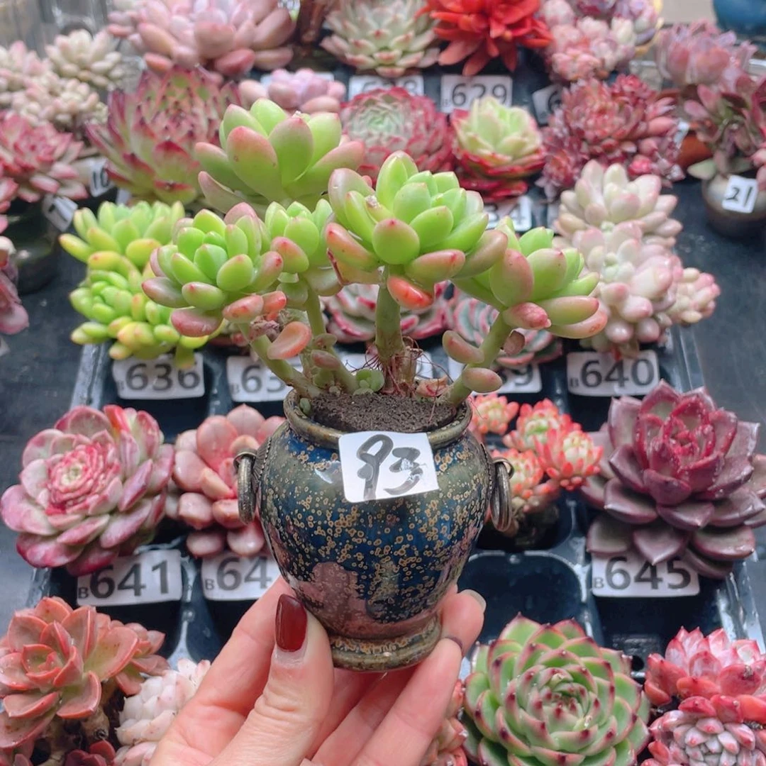 无铅玻璃蜜*进去花器花器花器花器