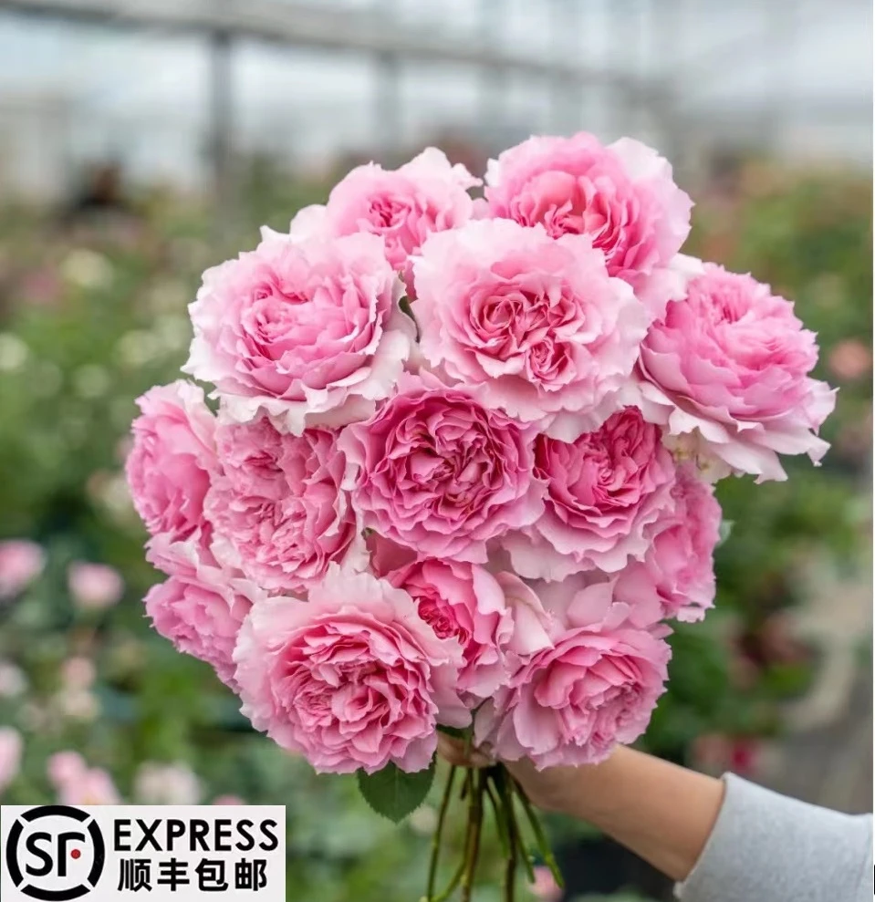 罗伊 1.5米 爬藤蔷薇月季 庭院 阳台 种植 四季开花