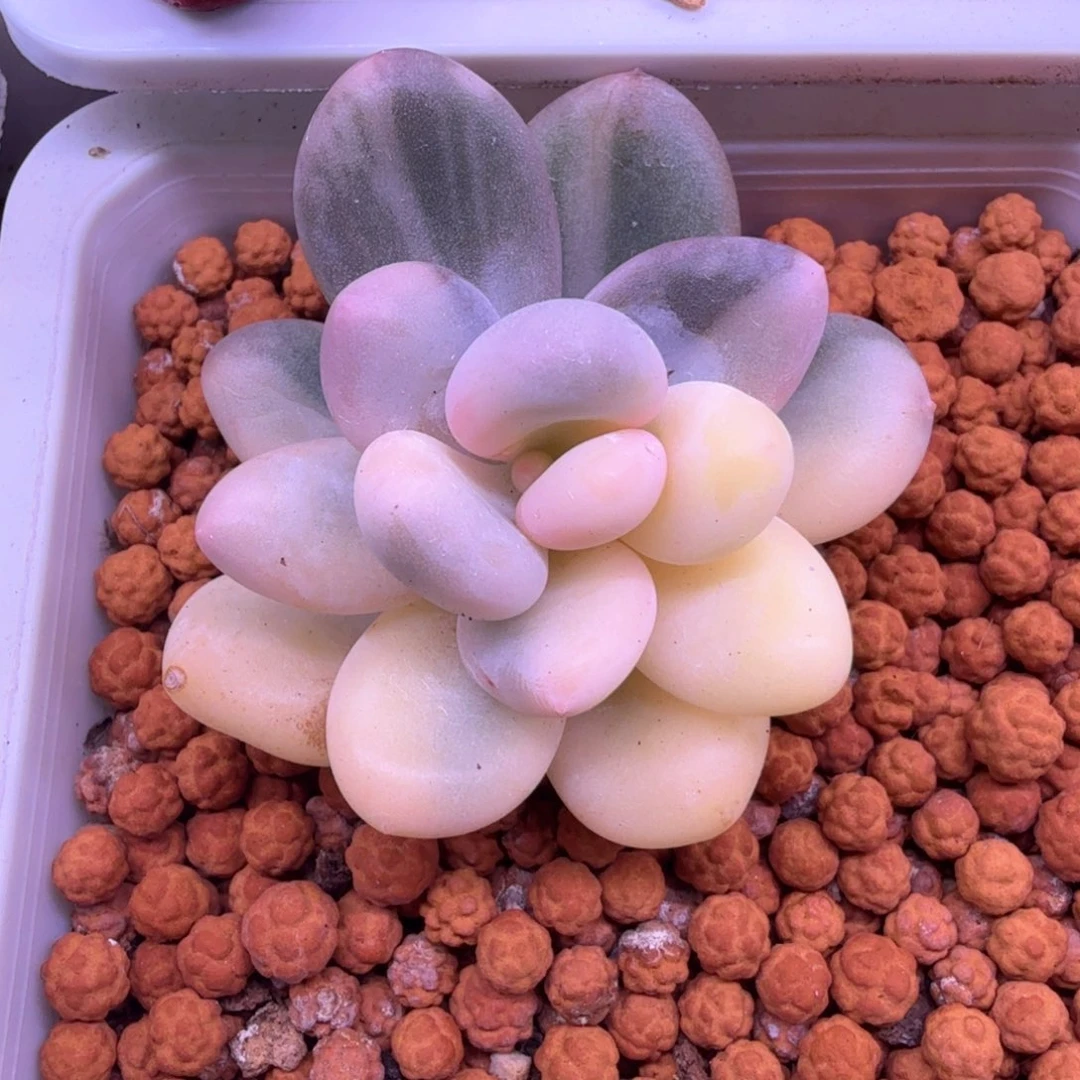 无花朵奶酪锦 多肉植物