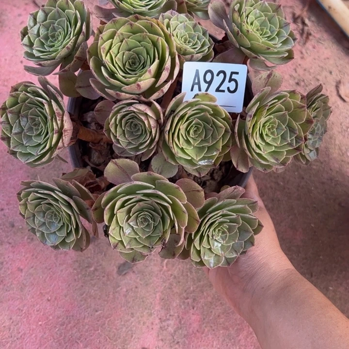 万拉丝多肉植物925.