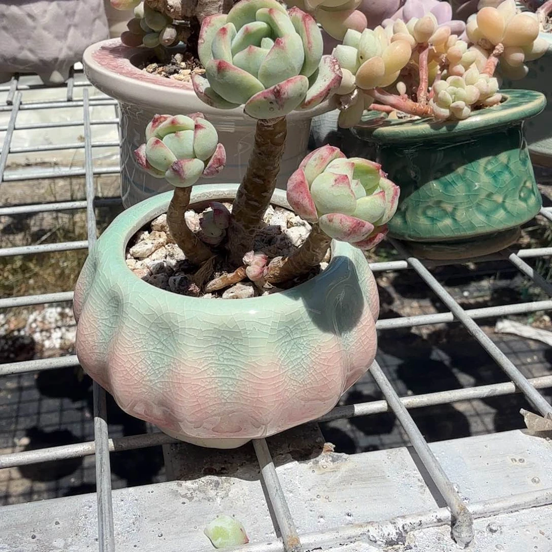 香草比斯带盆3号精品