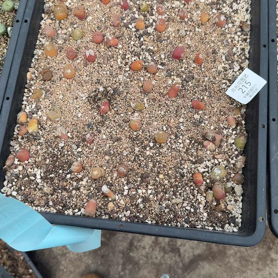 你要回来我再联系他们看你215