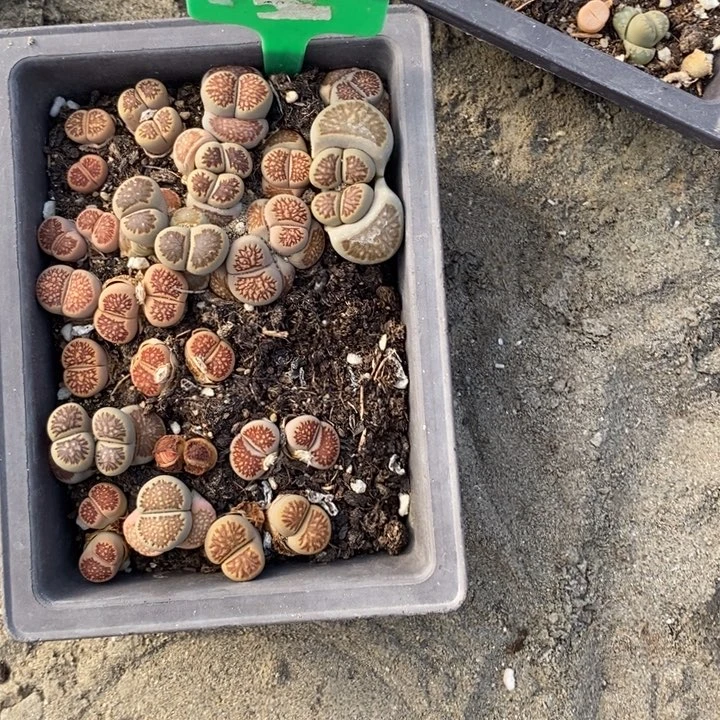 大*妹生石花小苗015