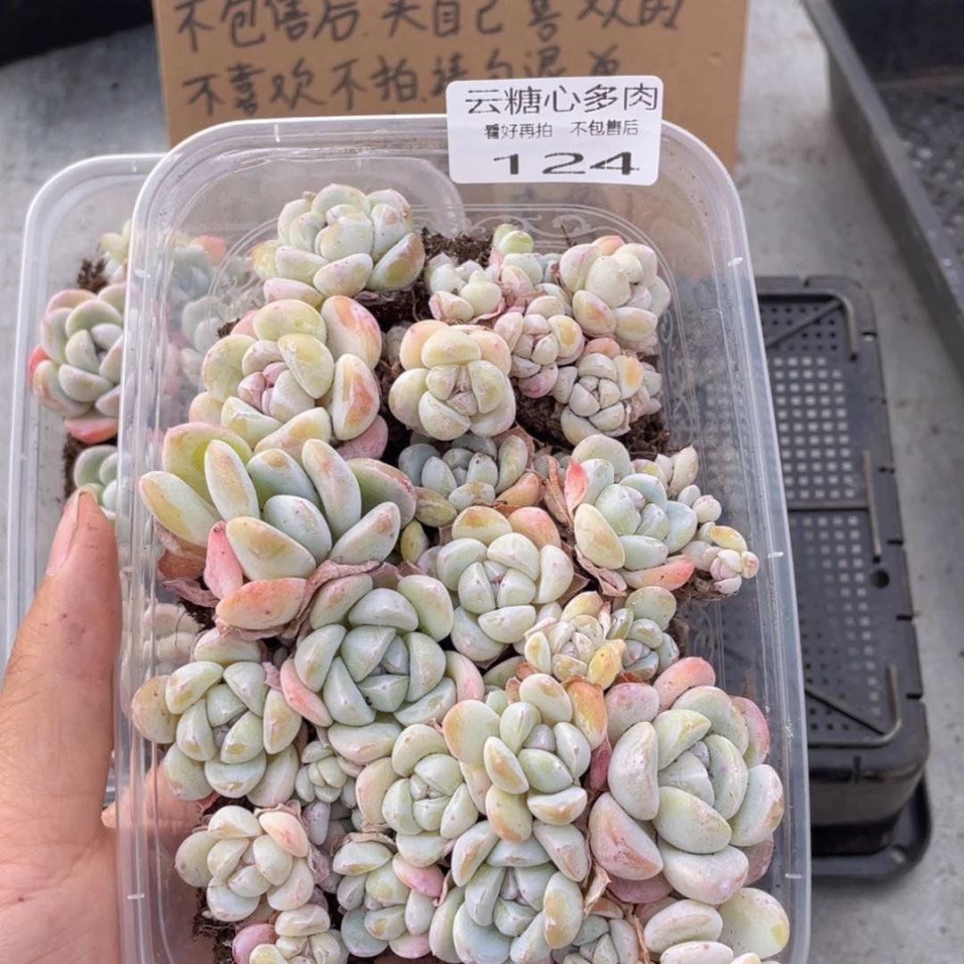 云糖心多肉植物124