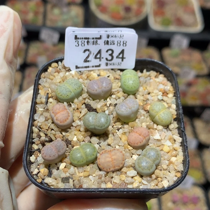 月*Sss精挑一物一拍2434