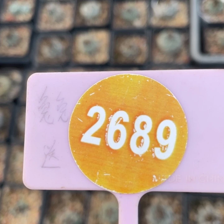 鱼***鱼实生仙人球2689000000