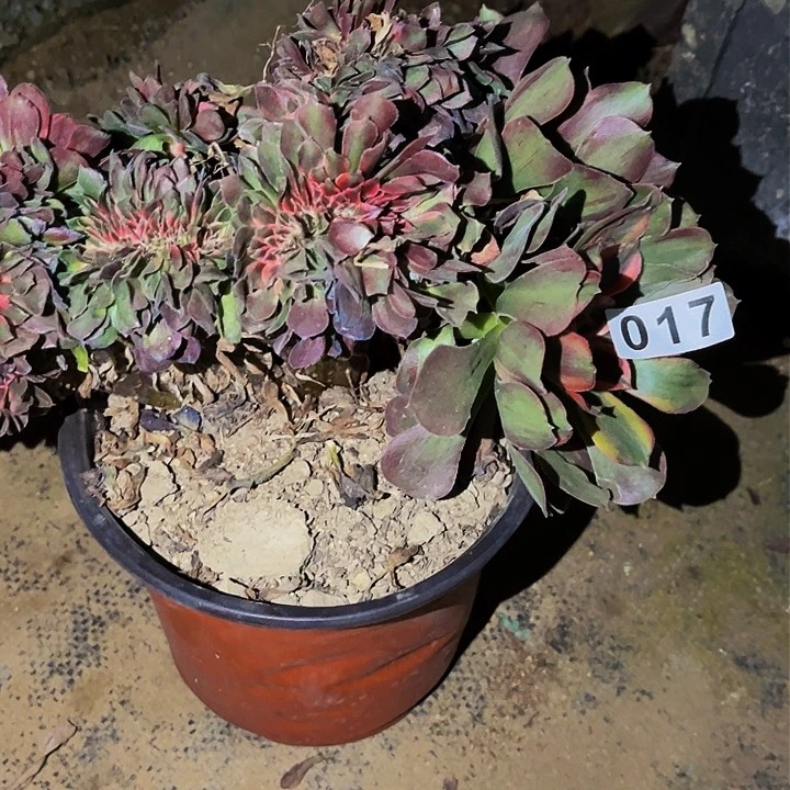 017香妃多肉植物处理不售后缀化