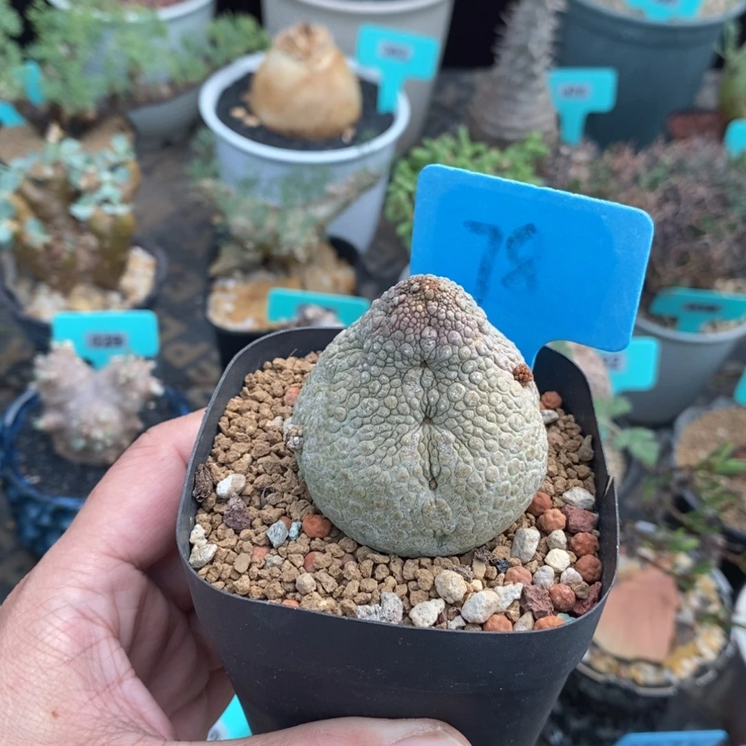 凝蹄玉多肉植物一个