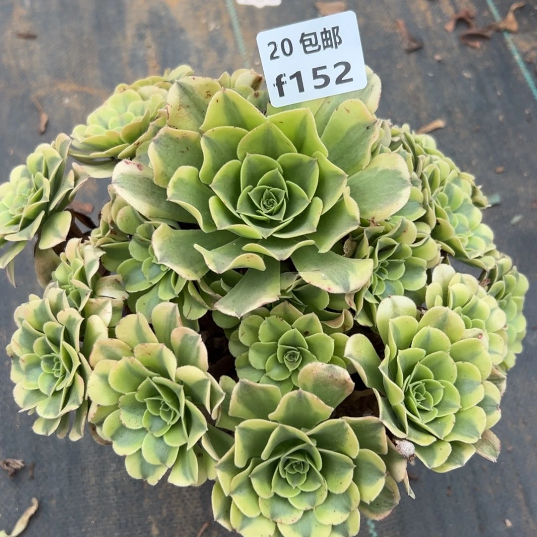 152绿豆沙，多肉法师