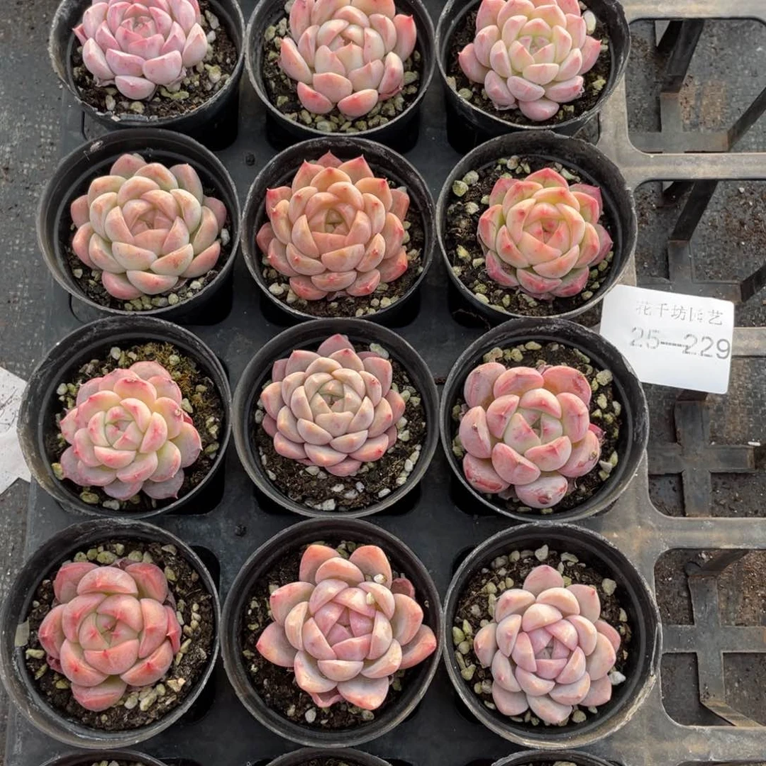 一物一拍18颗25-229