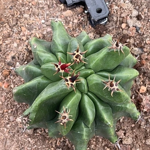 实生短粗刺龟甲雎鸠