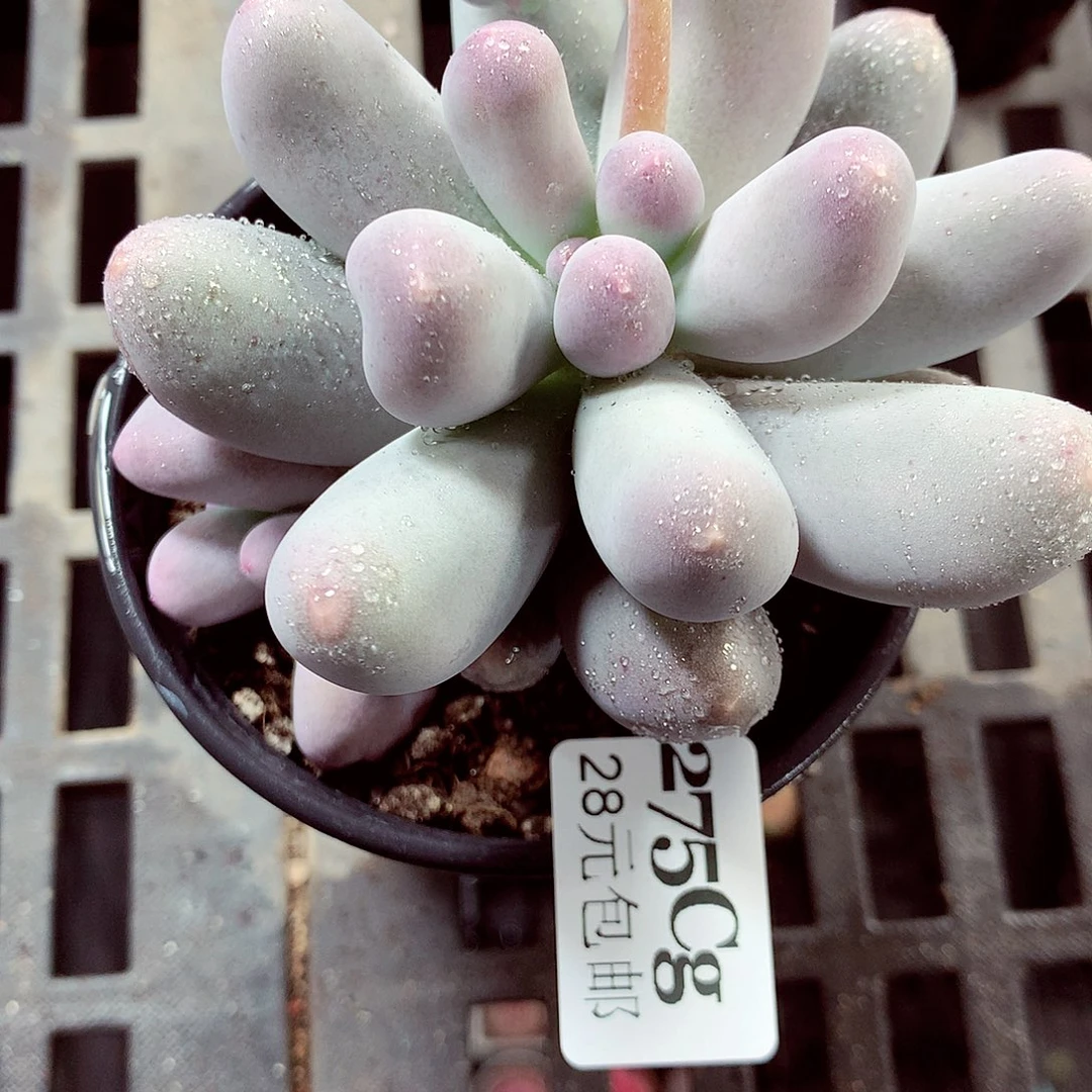 5厘米盆精控多肉275