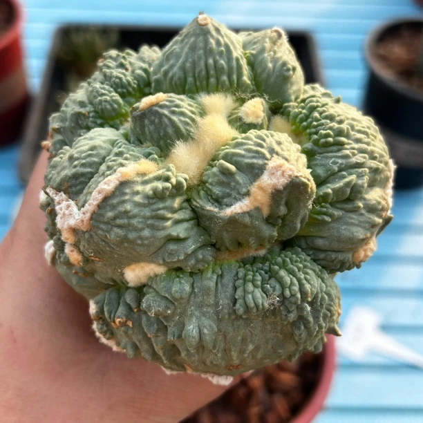 园艺仙人球/牡丹/大尤蛋尤怒/c30