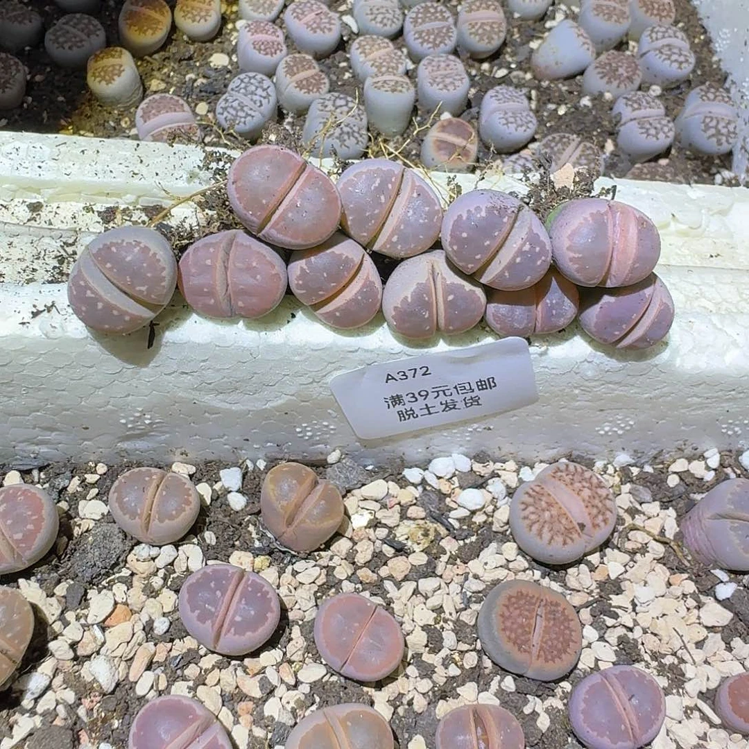 372多肉哈哈哈哈哈哈