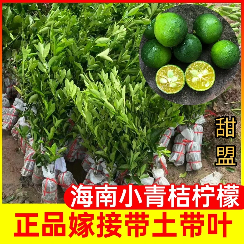 海南小青柠树苗青金柑嫁接果苗新鲜青柠檬小柠檬盆栽地栽嫁接树苗
