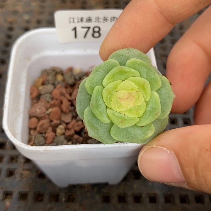 标178玉漱一个多肉