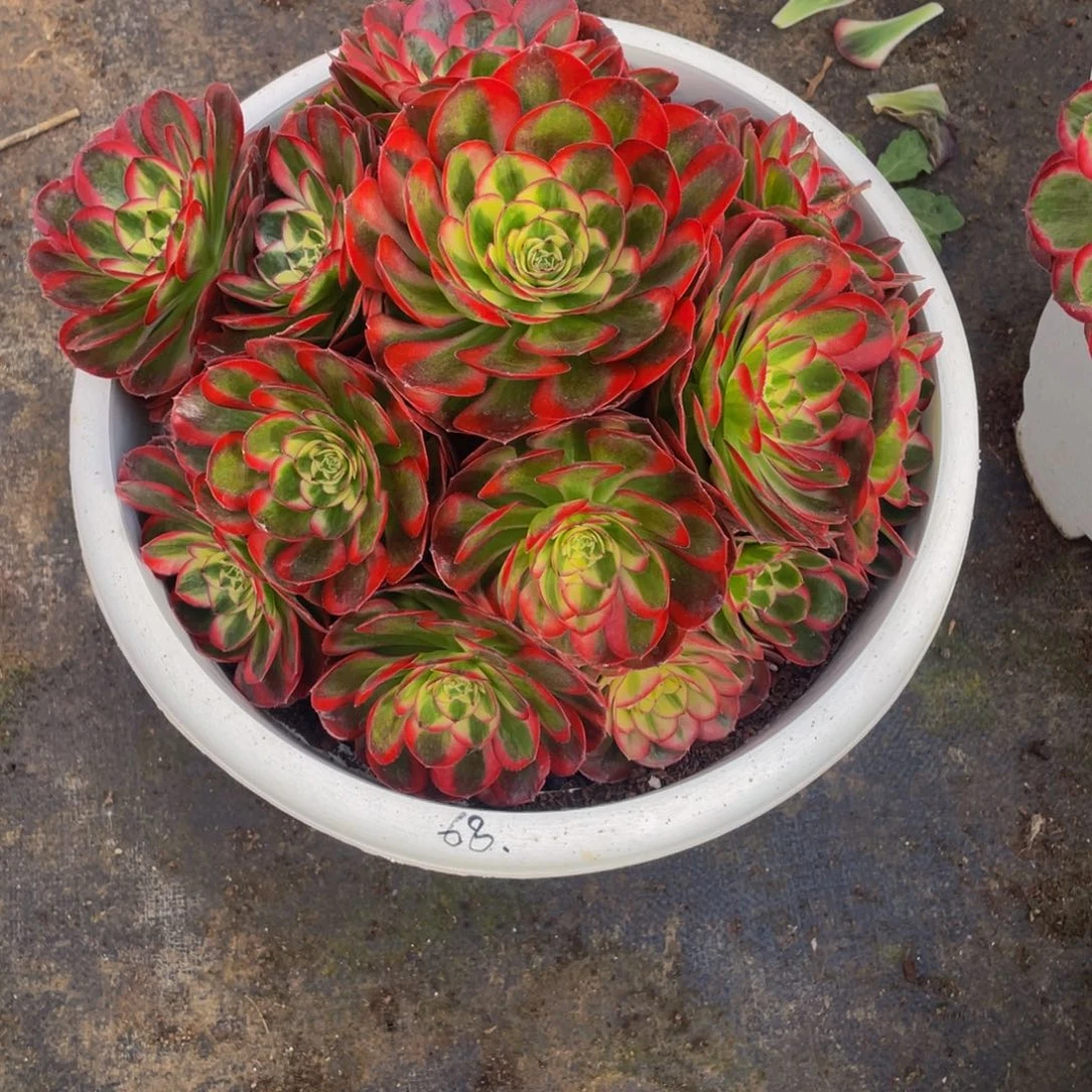 无***痕【通用】万圣节系列群生多肉植物万老桩大手捧精品多肉