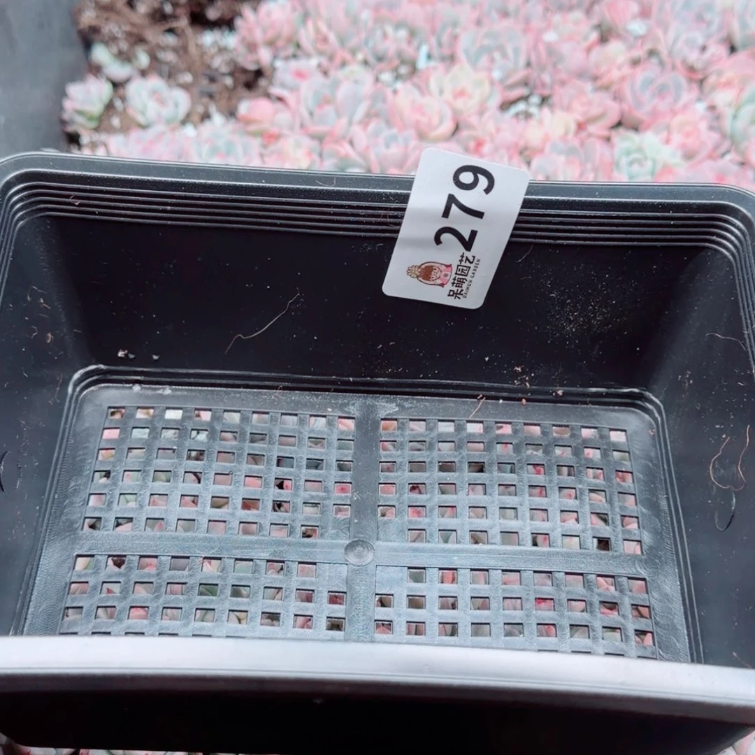 皮***侠多肉植物多肉植物