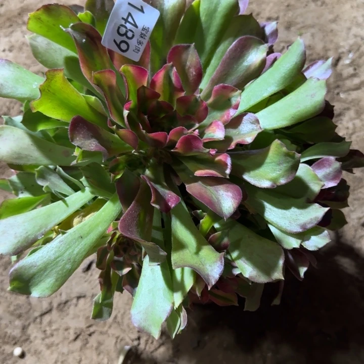 雅典娜一物一拍1489