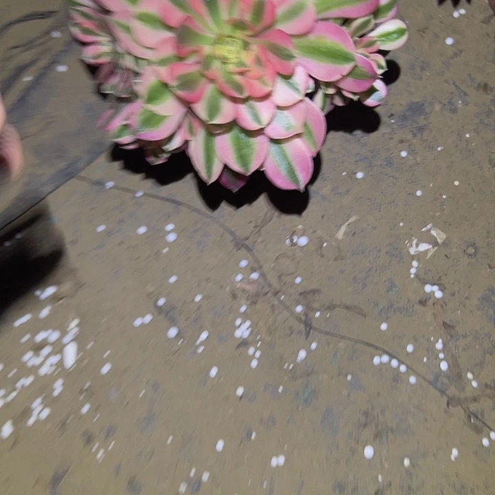 ^*^多肉法师植物链接21