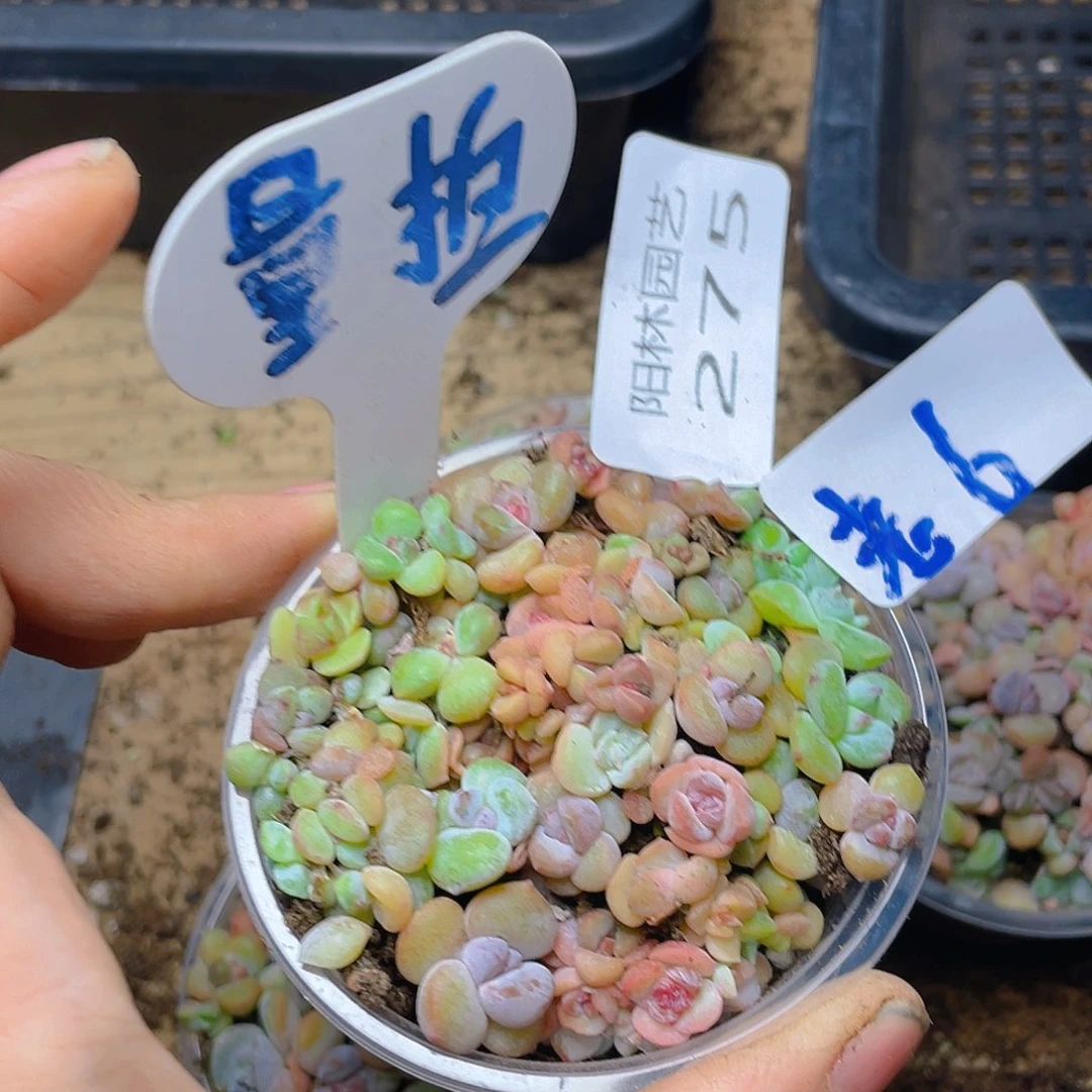 量拍量拍多肉植物多肉植物275
