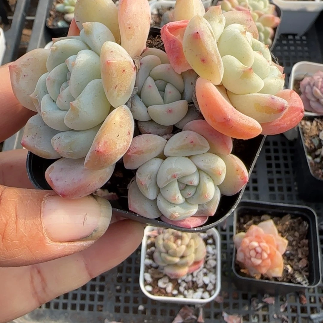 多肉小卡拉米糖心一物一拍