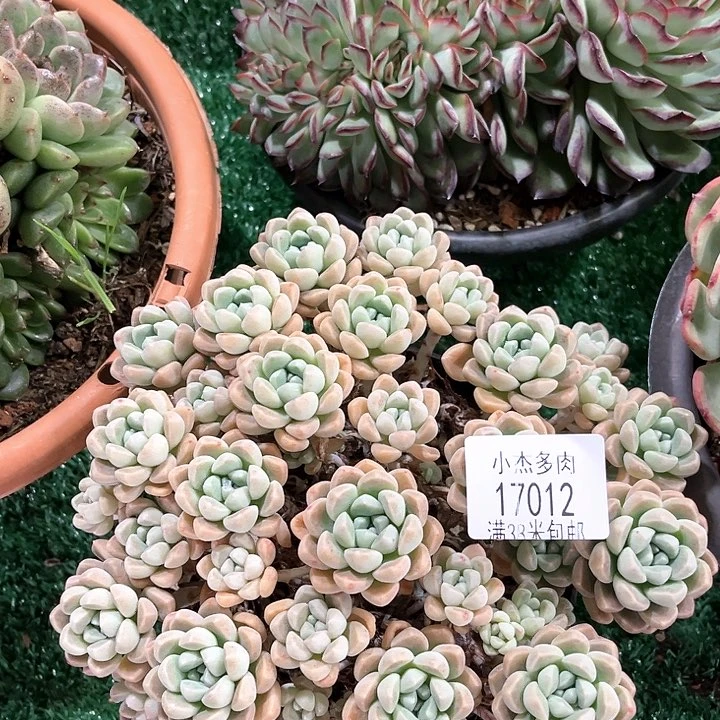 小杰鹅卵石17012