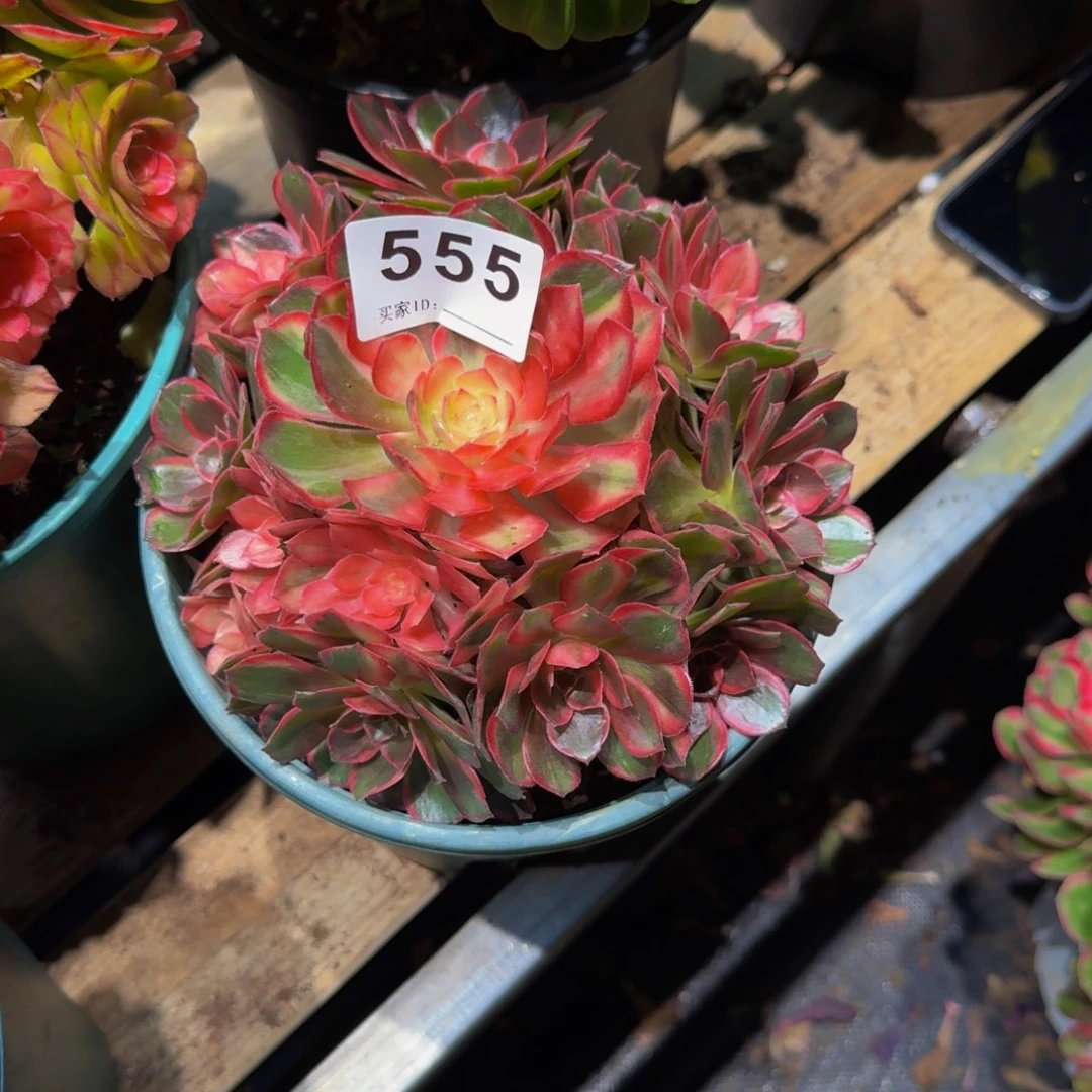 宁***)555多肉植物法师号