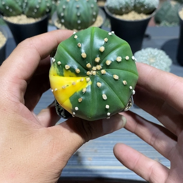 骗***子星兜锦实生脱土发货