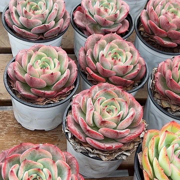 三文鱼         福利多多