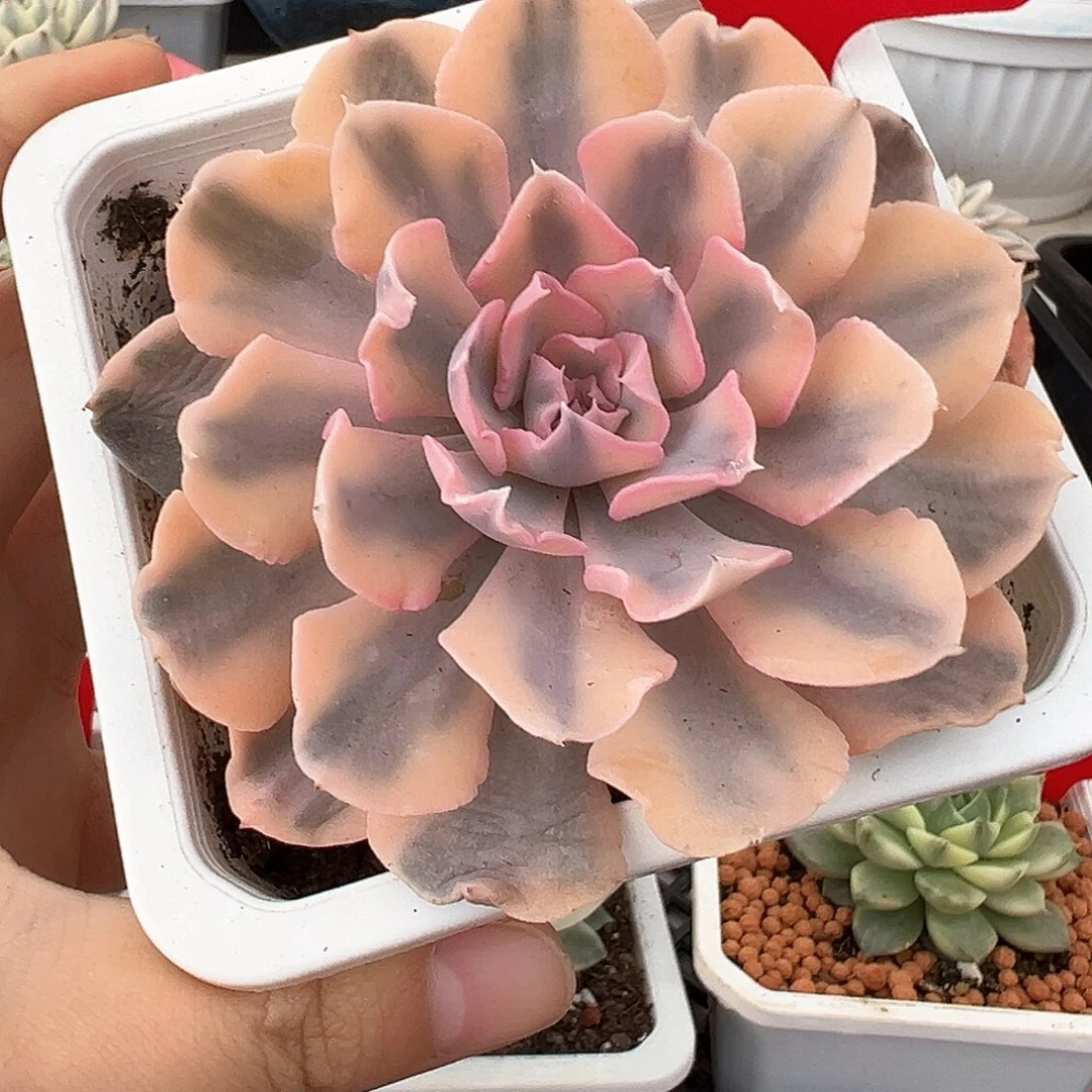 78号利比里亚锦多肉植物