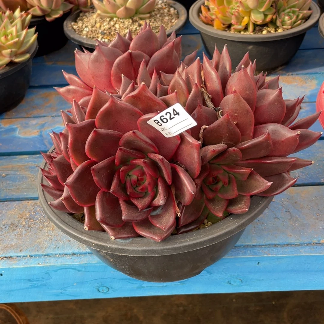 无花朵若如东云筐拍B624