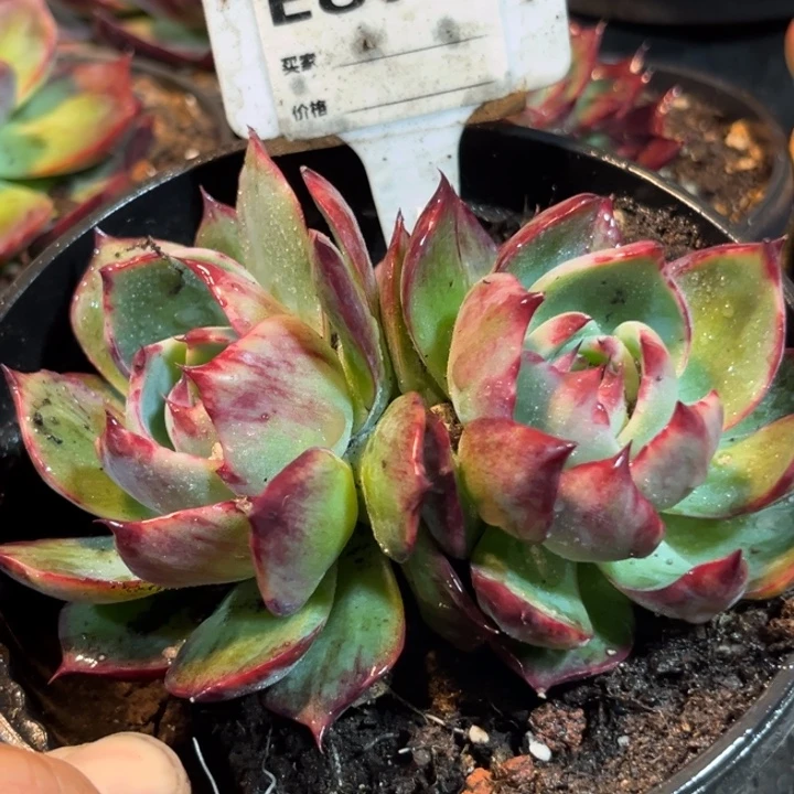 惊鸿一物一拍包装收缩花旱876