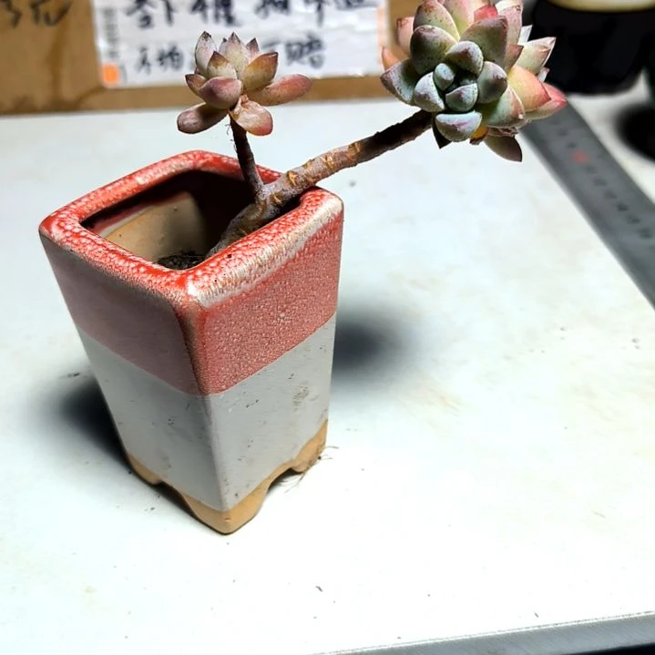 满6元包邮，树冰老庄2/4头