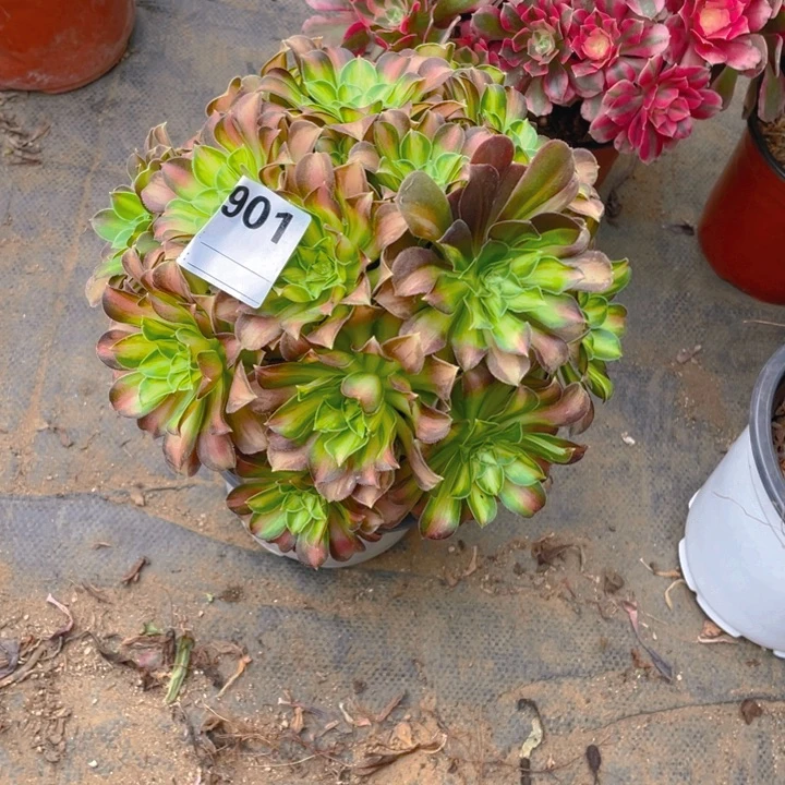 多肉韶华法师901