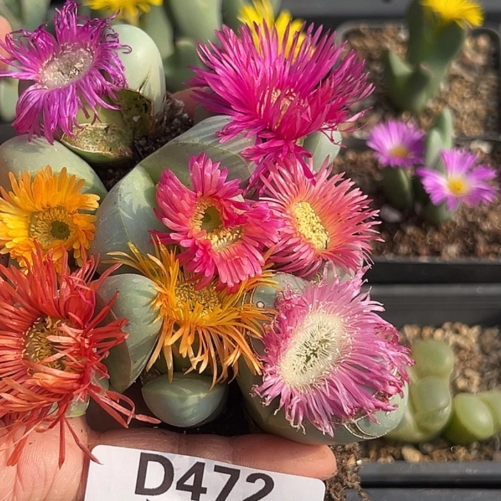 *****472号有伤金玲8个