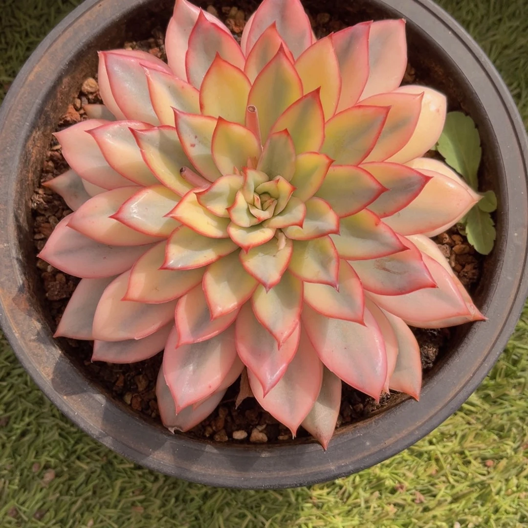 月光女神锦15公分99999999