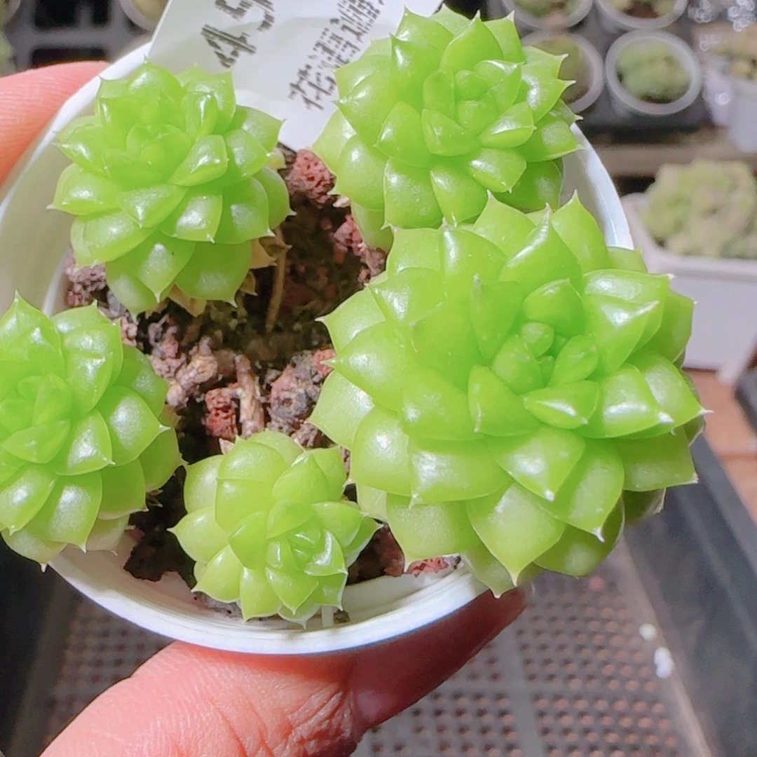 花语逸镜1104-454散