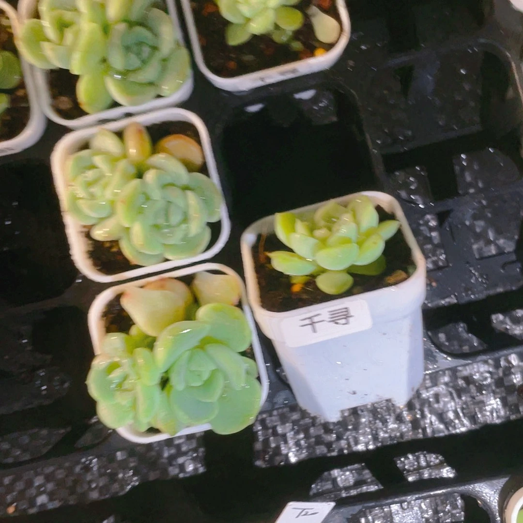 等****2千寻中苗一个满25包邮