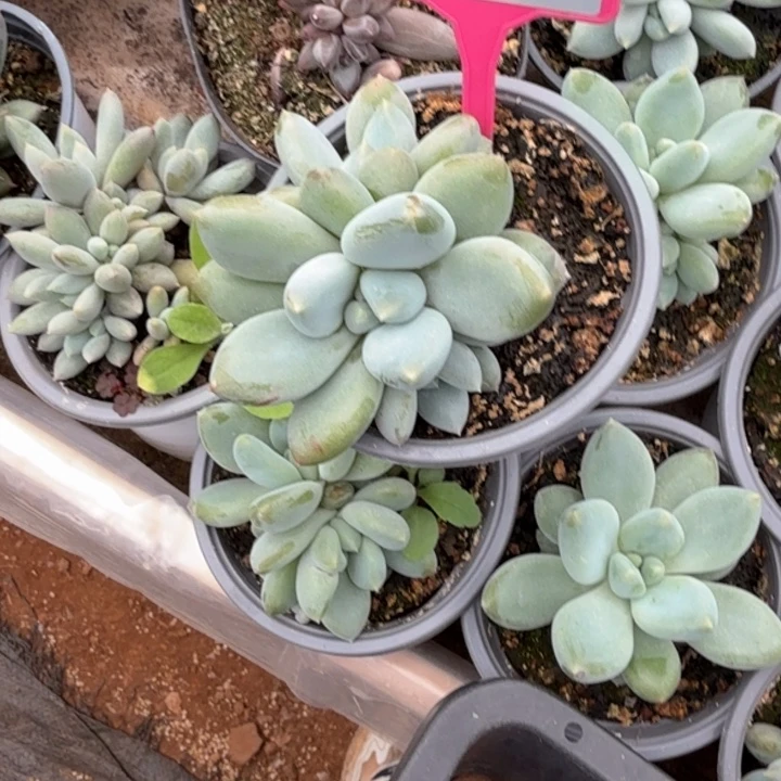 多肉植物胖体哥特252