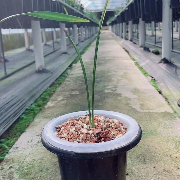 大部分花苞少量开放国魂
