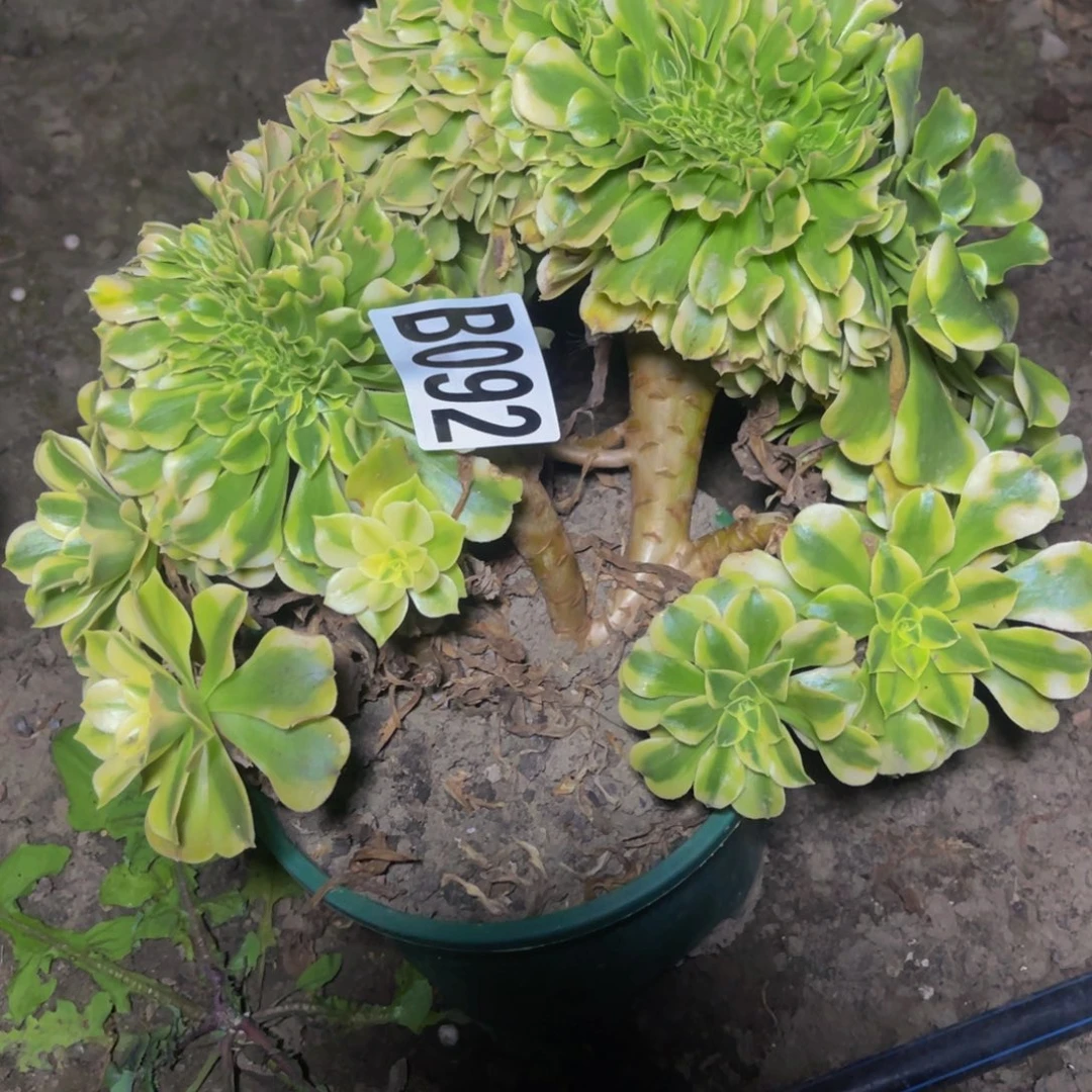 绿豆沙法师28/31包邮