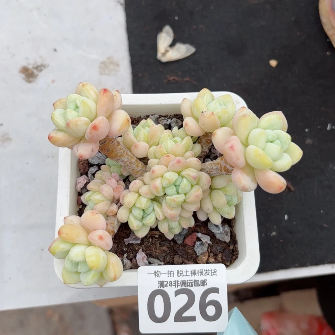 樱花罗绮老桩无盆土发货