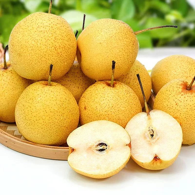 正中鞍山百年老树大白梨