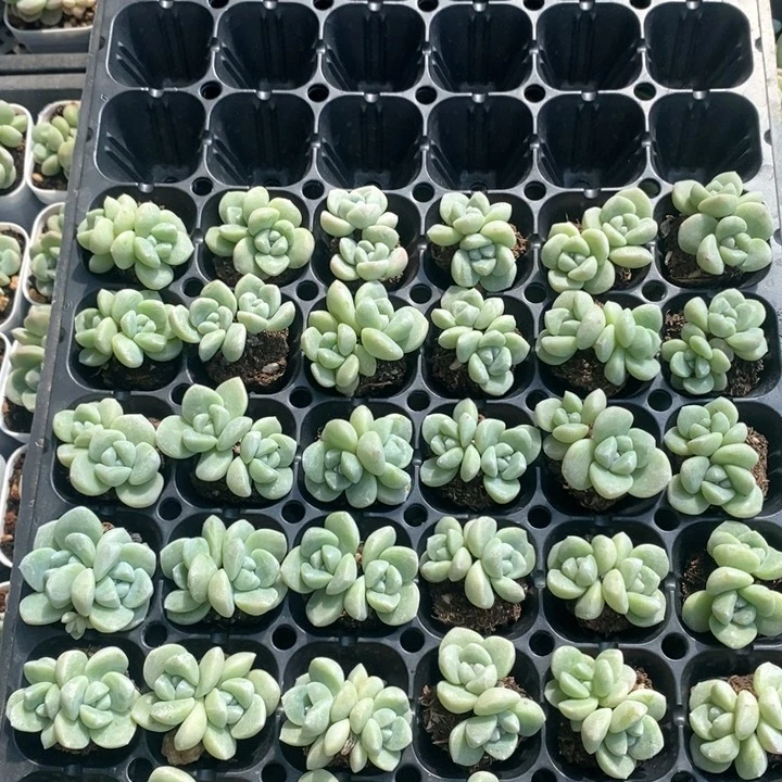 多肉植物一物一拍