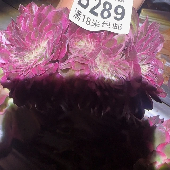 多肉法师淘宝福利