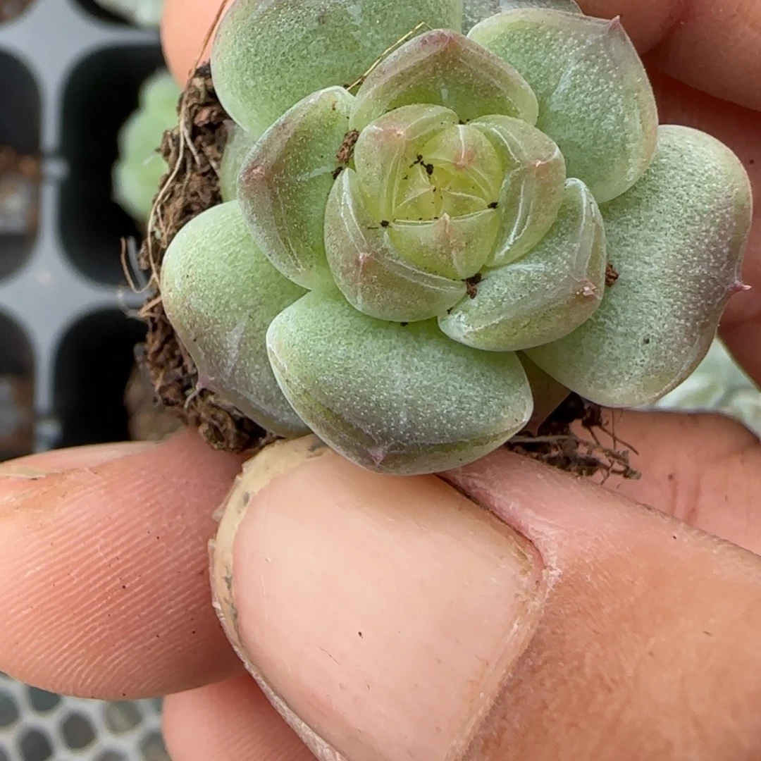 小卡拉米糖心一物一拍18-117