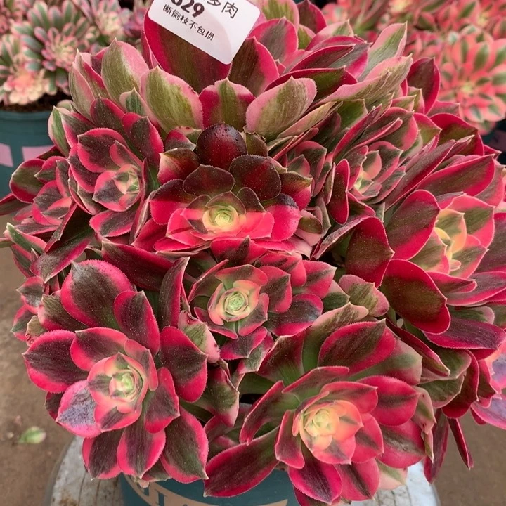 629粉女郎多肉植物